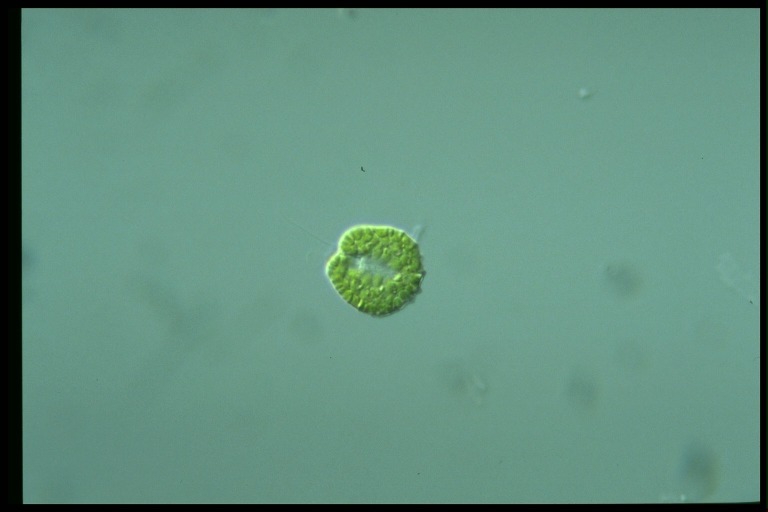 protist image