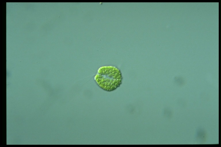 protist image