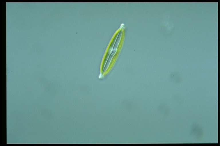 protist image