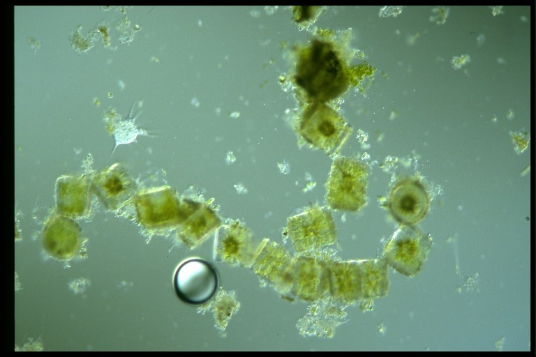 protist image