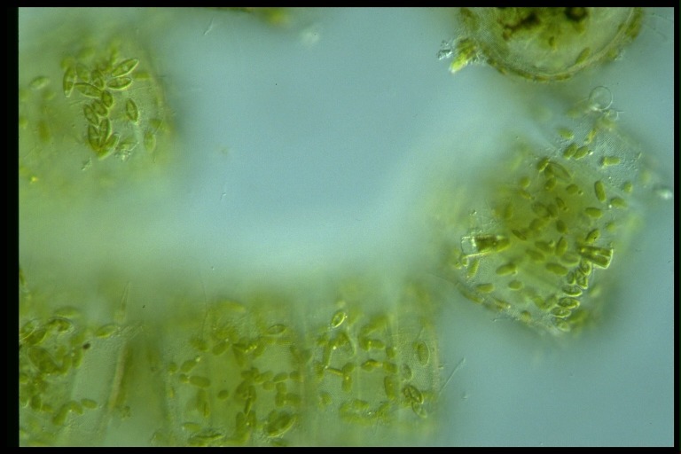 protist image