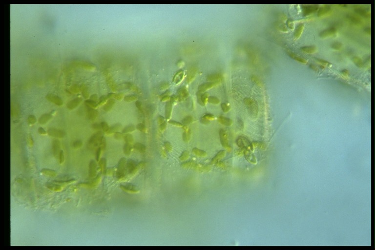 protist image