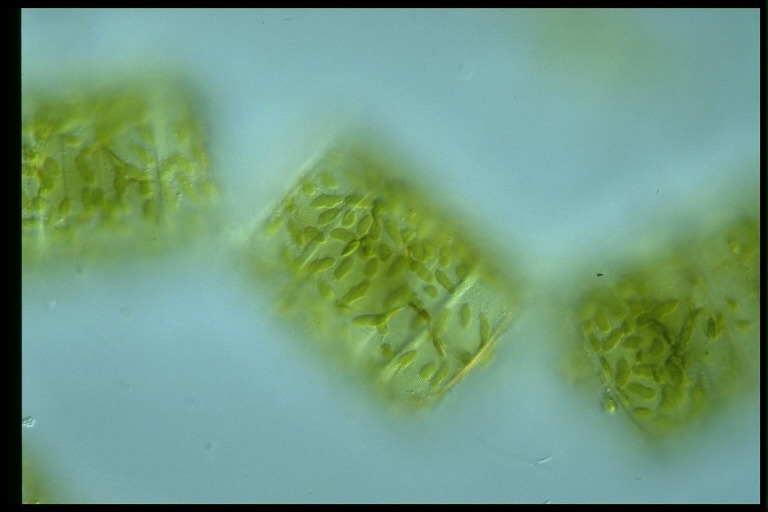 protist image