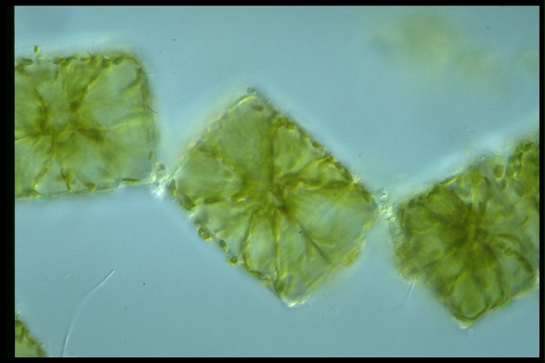 protist image