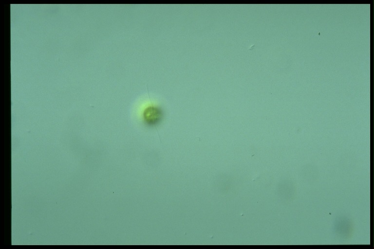 protist image