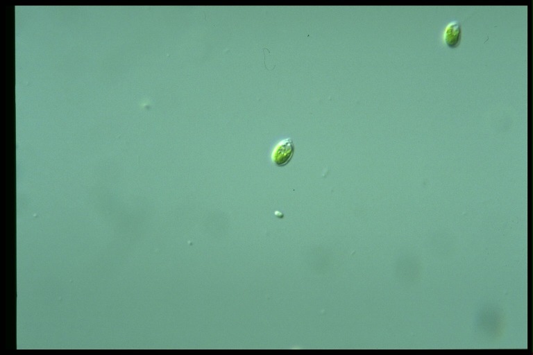 protist image