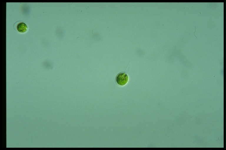 protist image