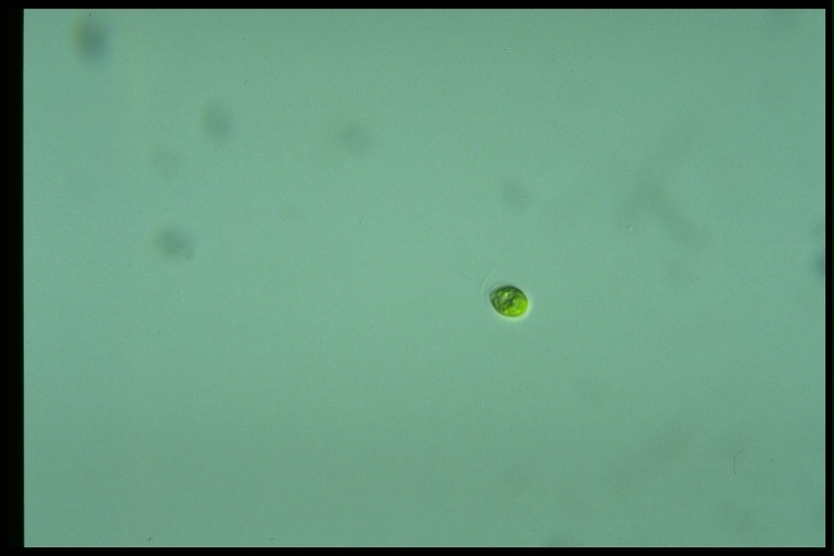 protist image