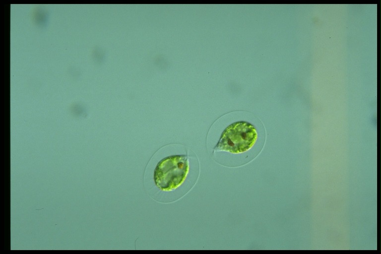 protist image