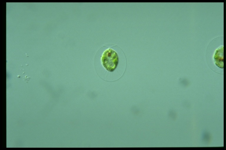 protist image