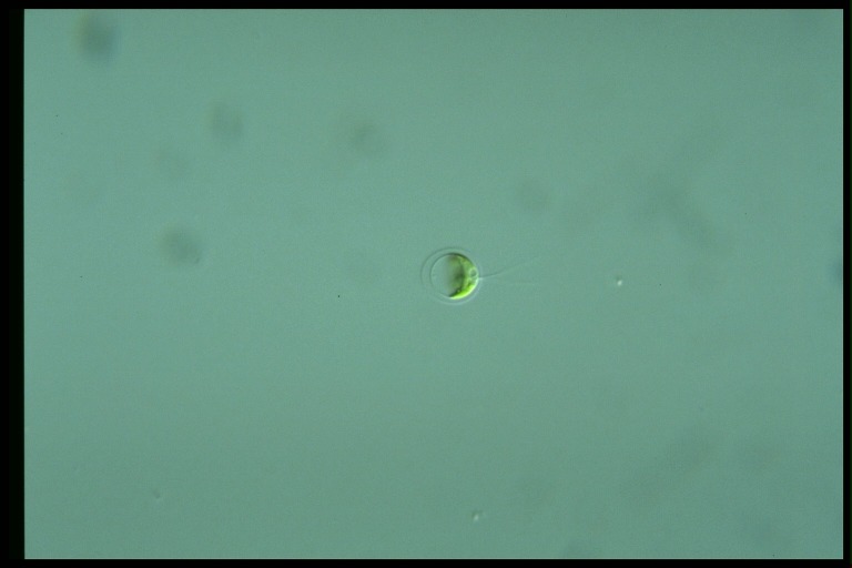 protist image