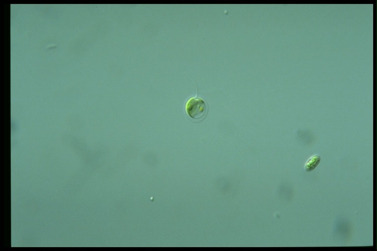 protist image