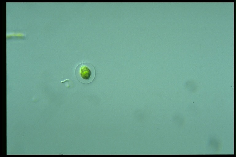 protist image