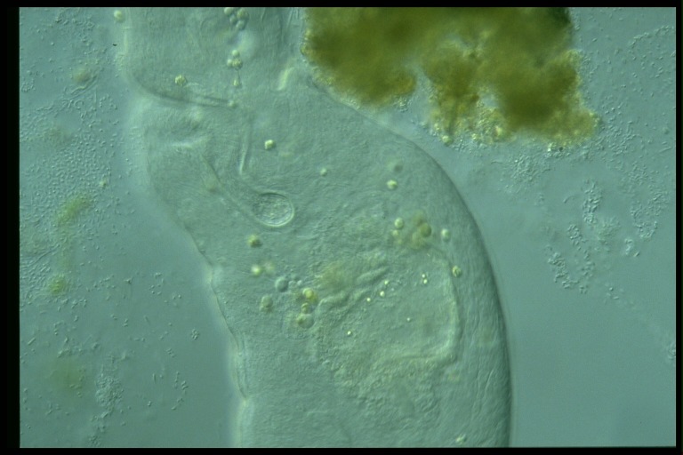 protist image