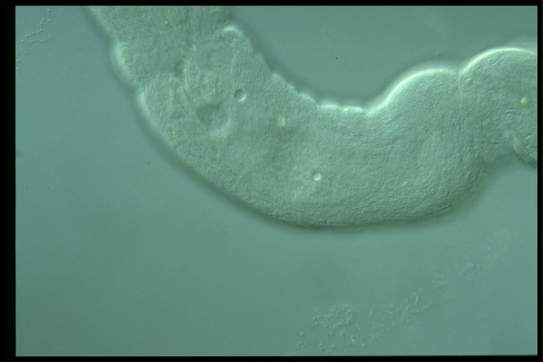 protist image