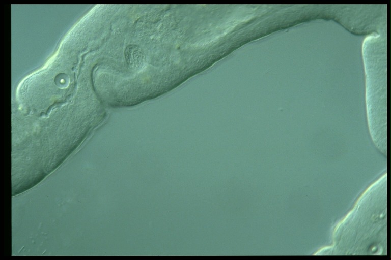 protist image