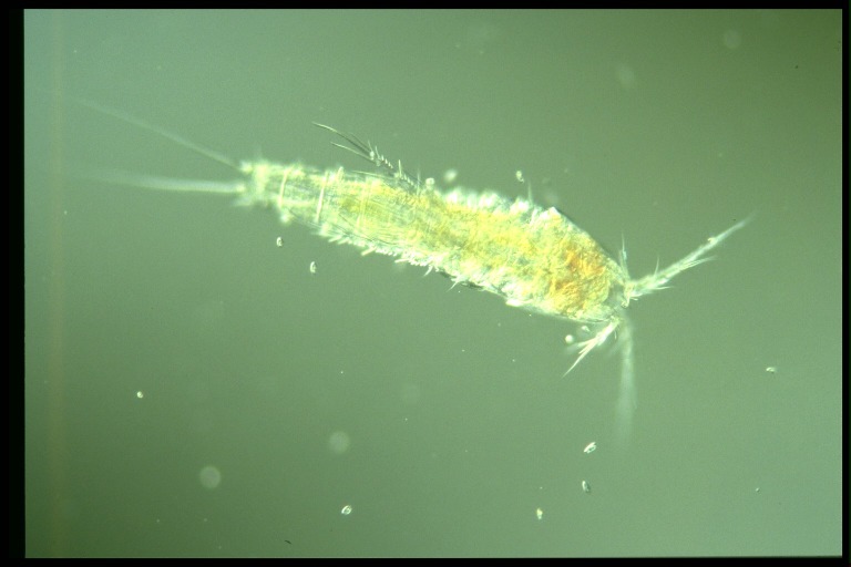 protist image