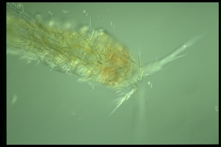 protist image