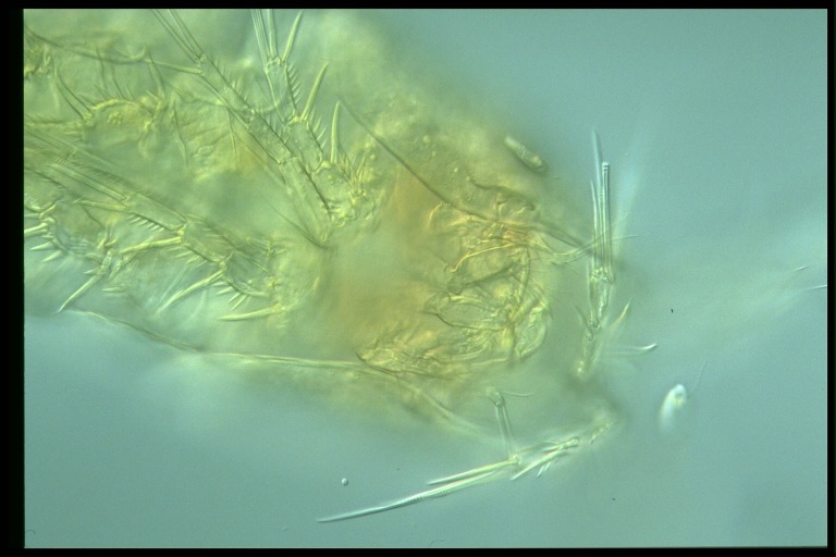 protist image