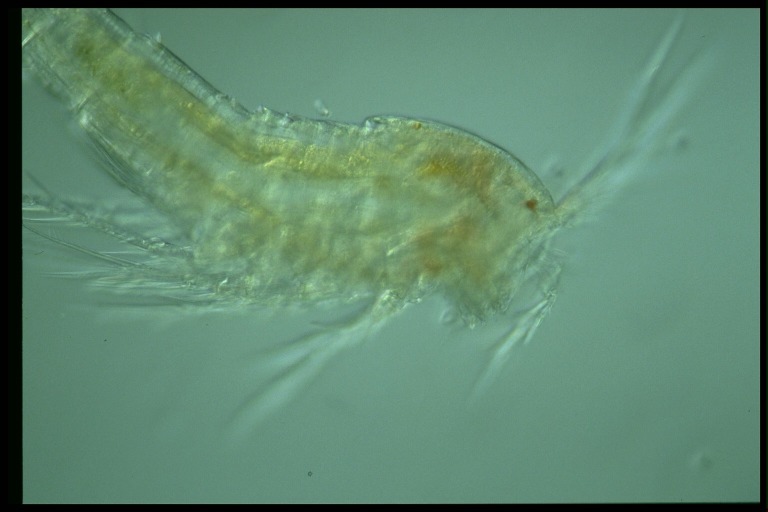 protist image