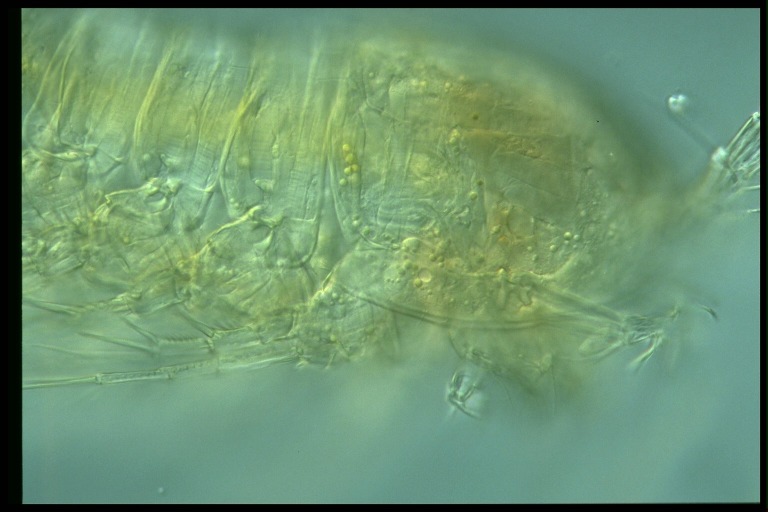 protist image