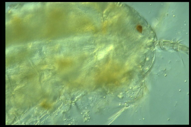 protist image