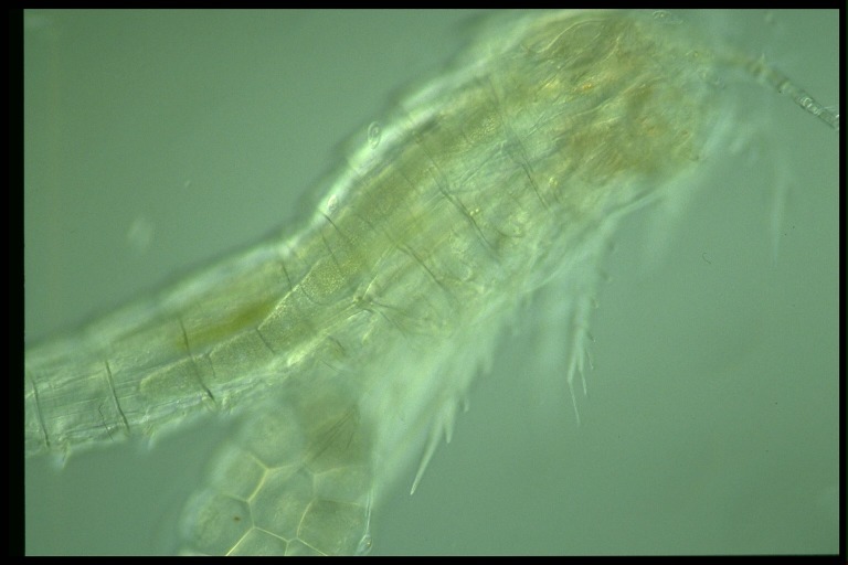 protist image