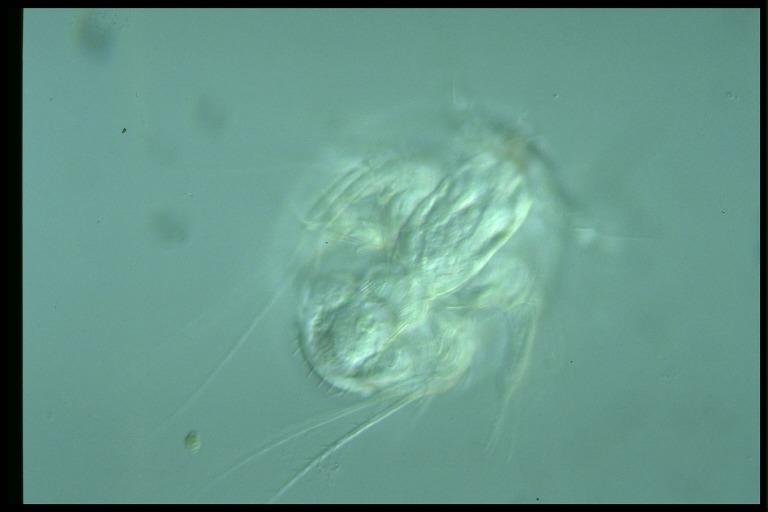 protist image