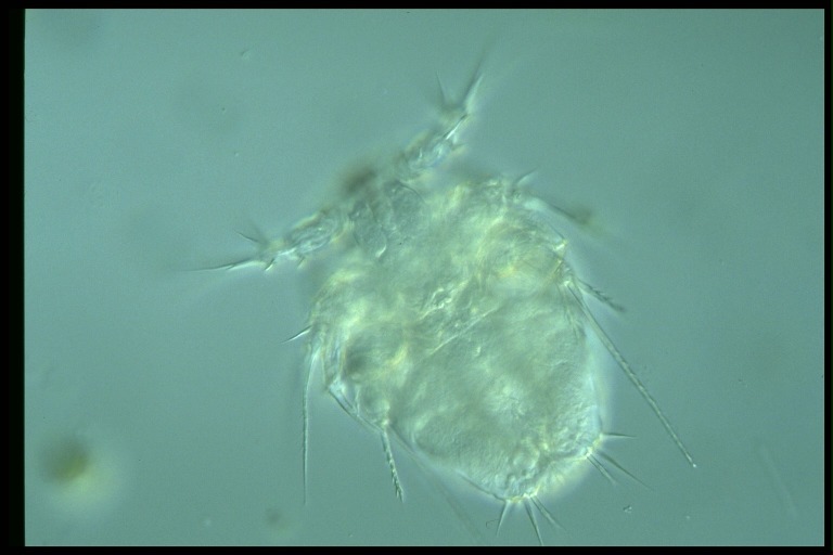 protist image