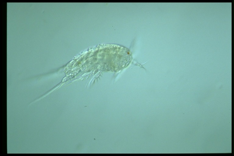 protist image