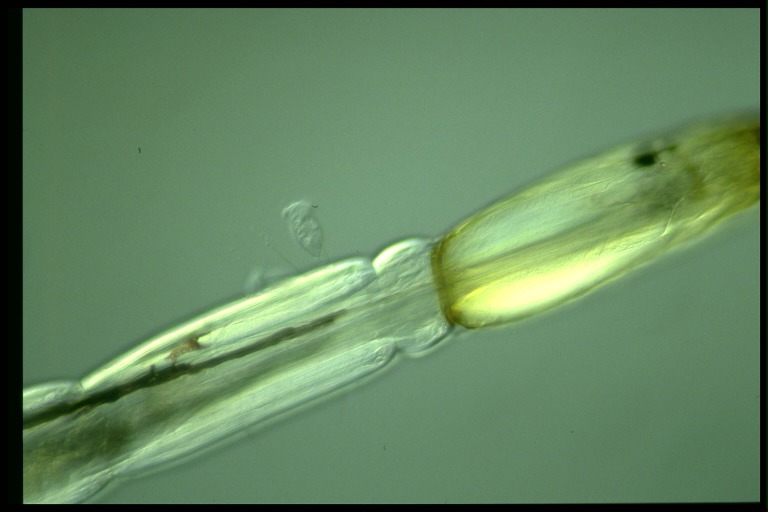 protist image