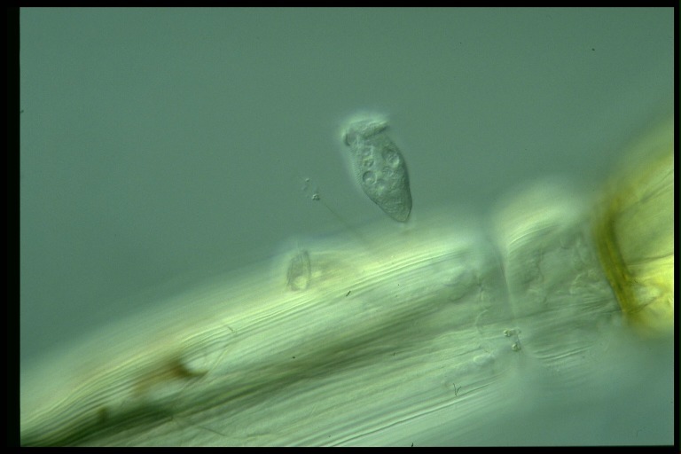 protist image