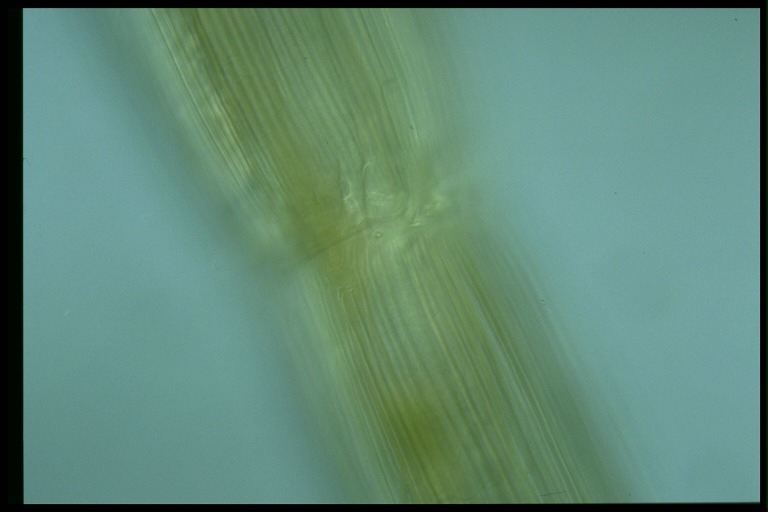 protist image