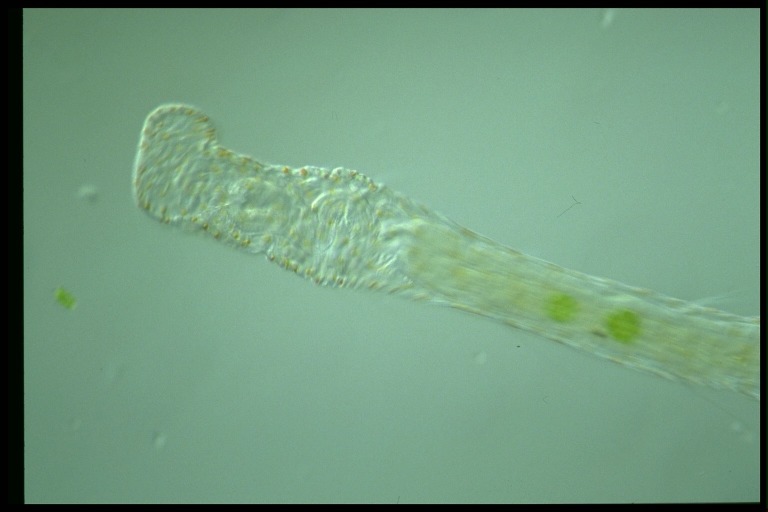 protist image