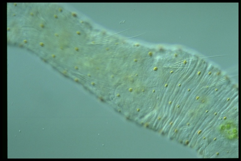 protist image