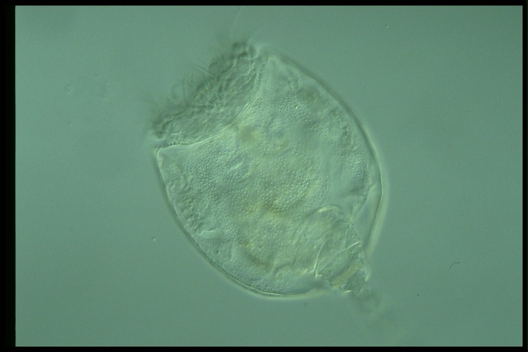 protist image