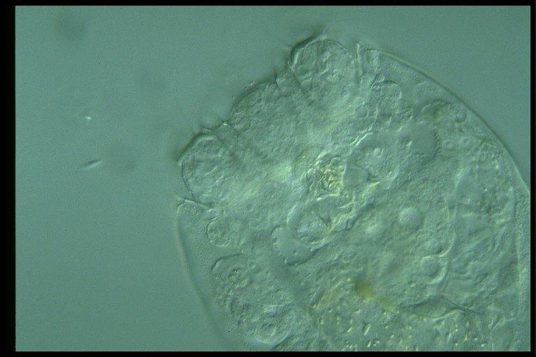 protist image