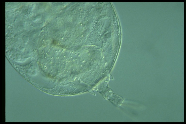 protist image