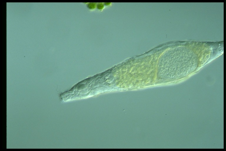 protist image