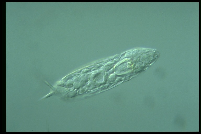 protist image