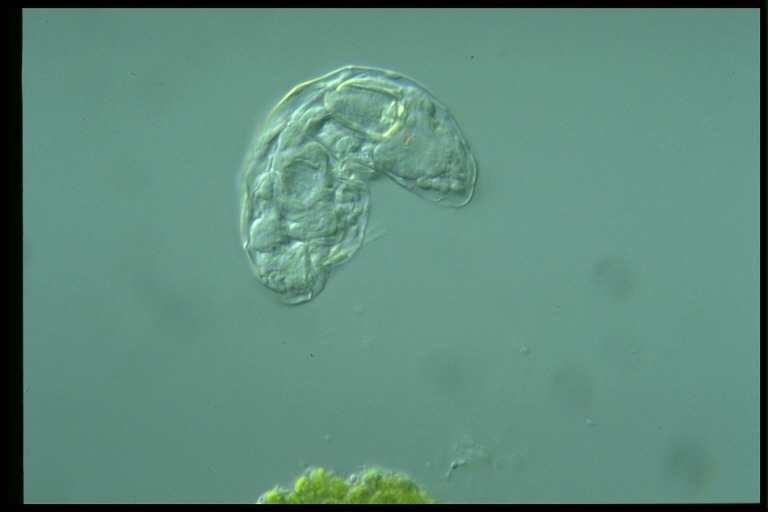 protist image