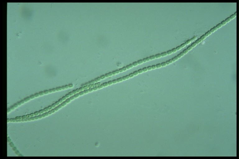 protist image