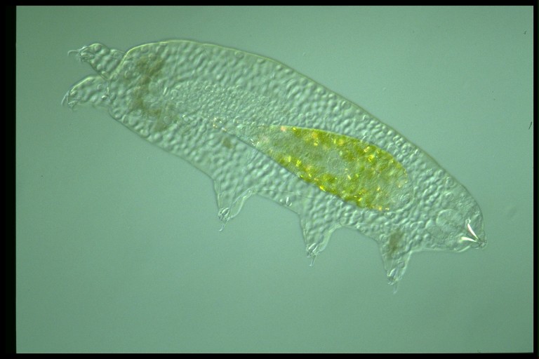 protist image