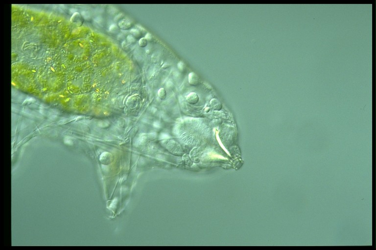 protist image