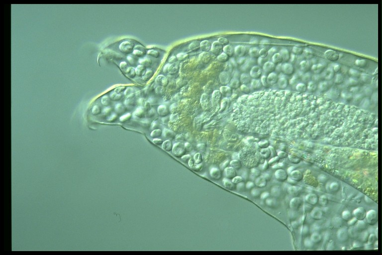 protist image