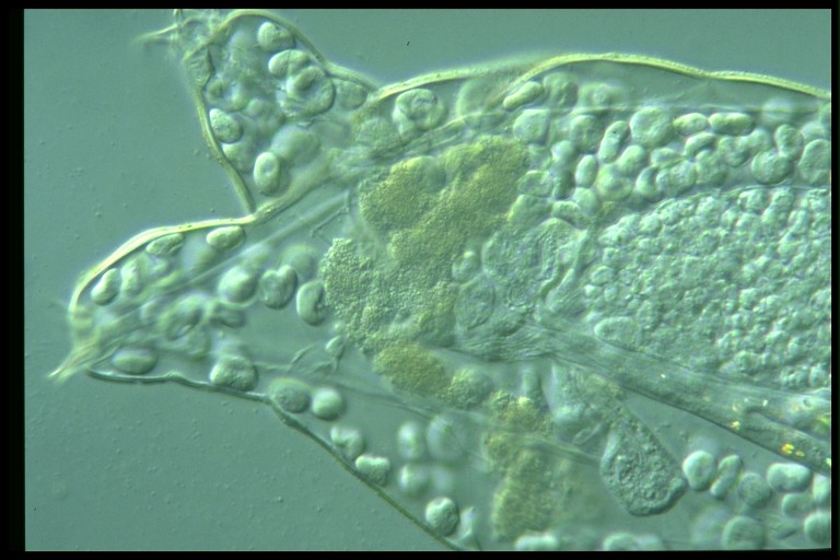 protist image