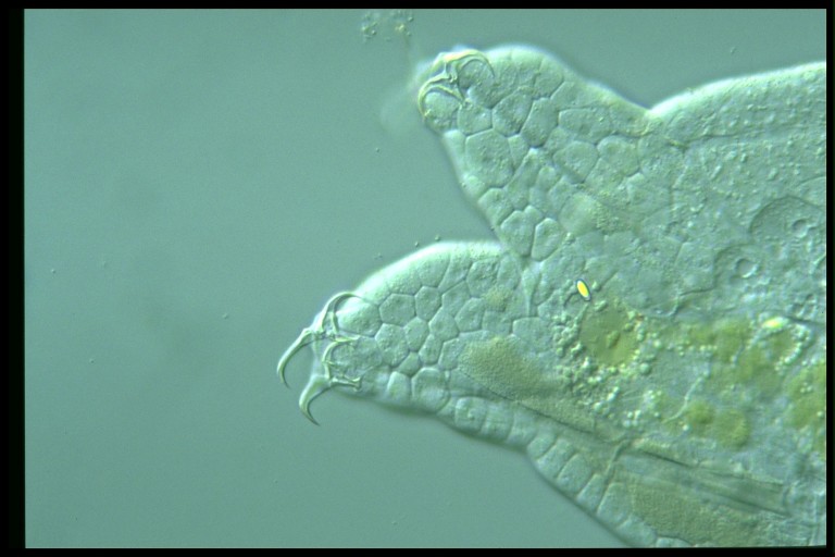 protist image