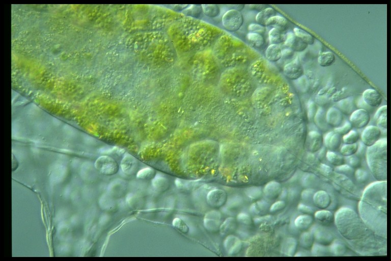 protist image