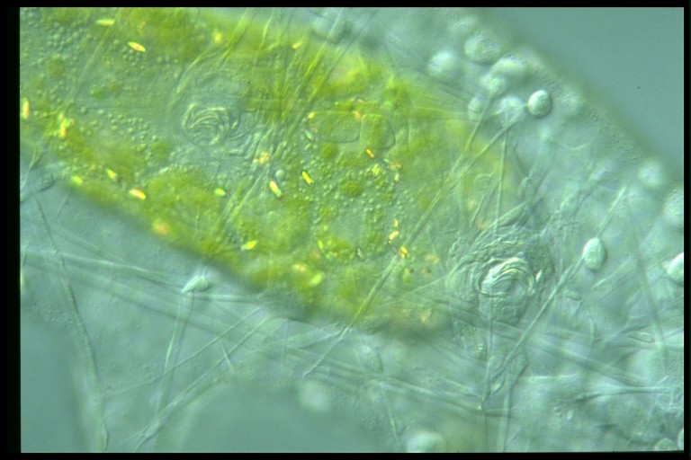 protist image