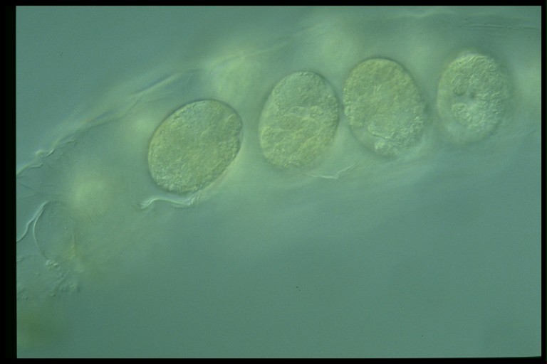 protist image